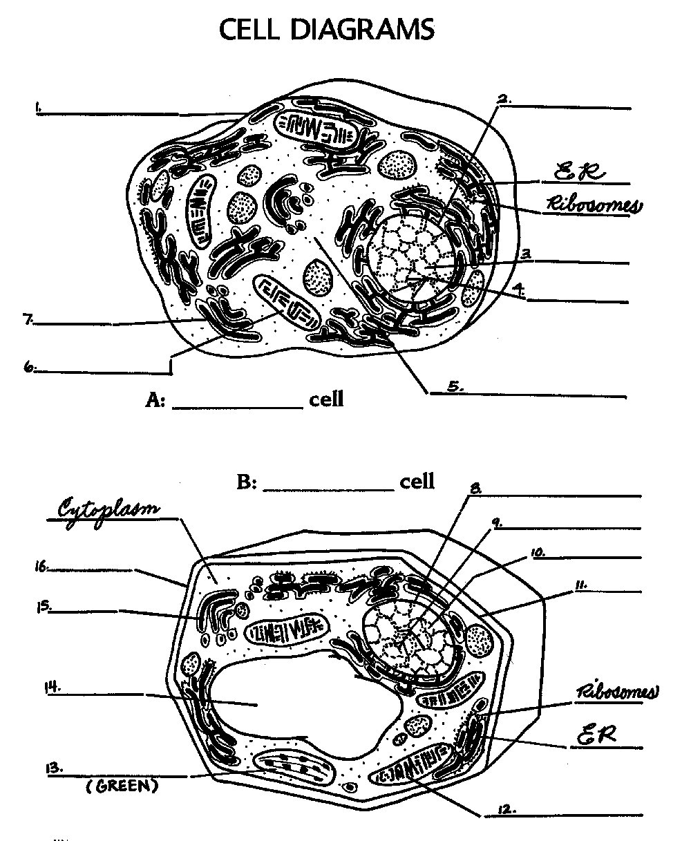 13 Animal Cell Worksheet Answers / worksheeto.com