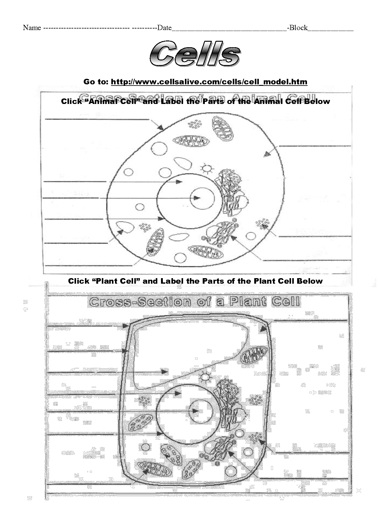 Animal Cell Coloring Worksheet