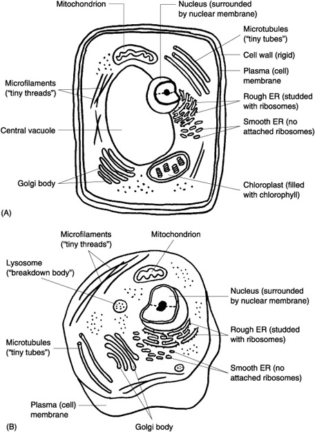 Animal Cells Coloring Worksheet