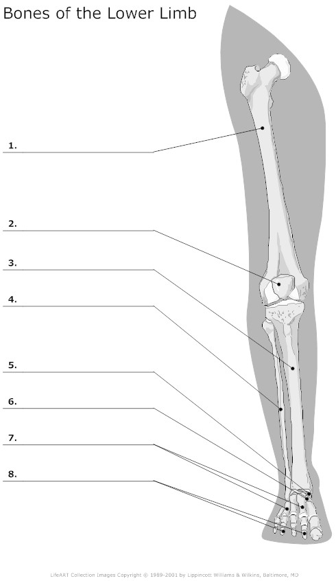 11 Best Images of Blank Skeletal System Worksheet - Skeletal System ...