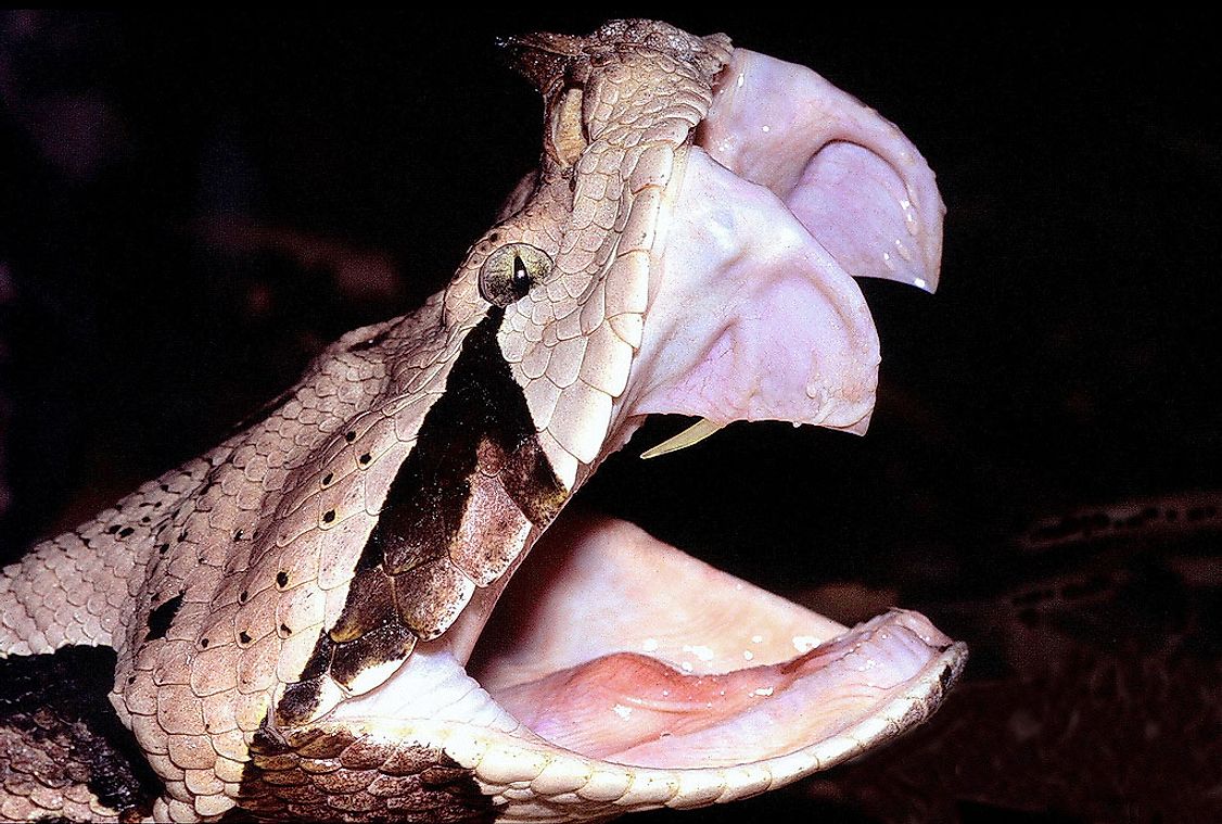 The Gaboon viper's fangs.