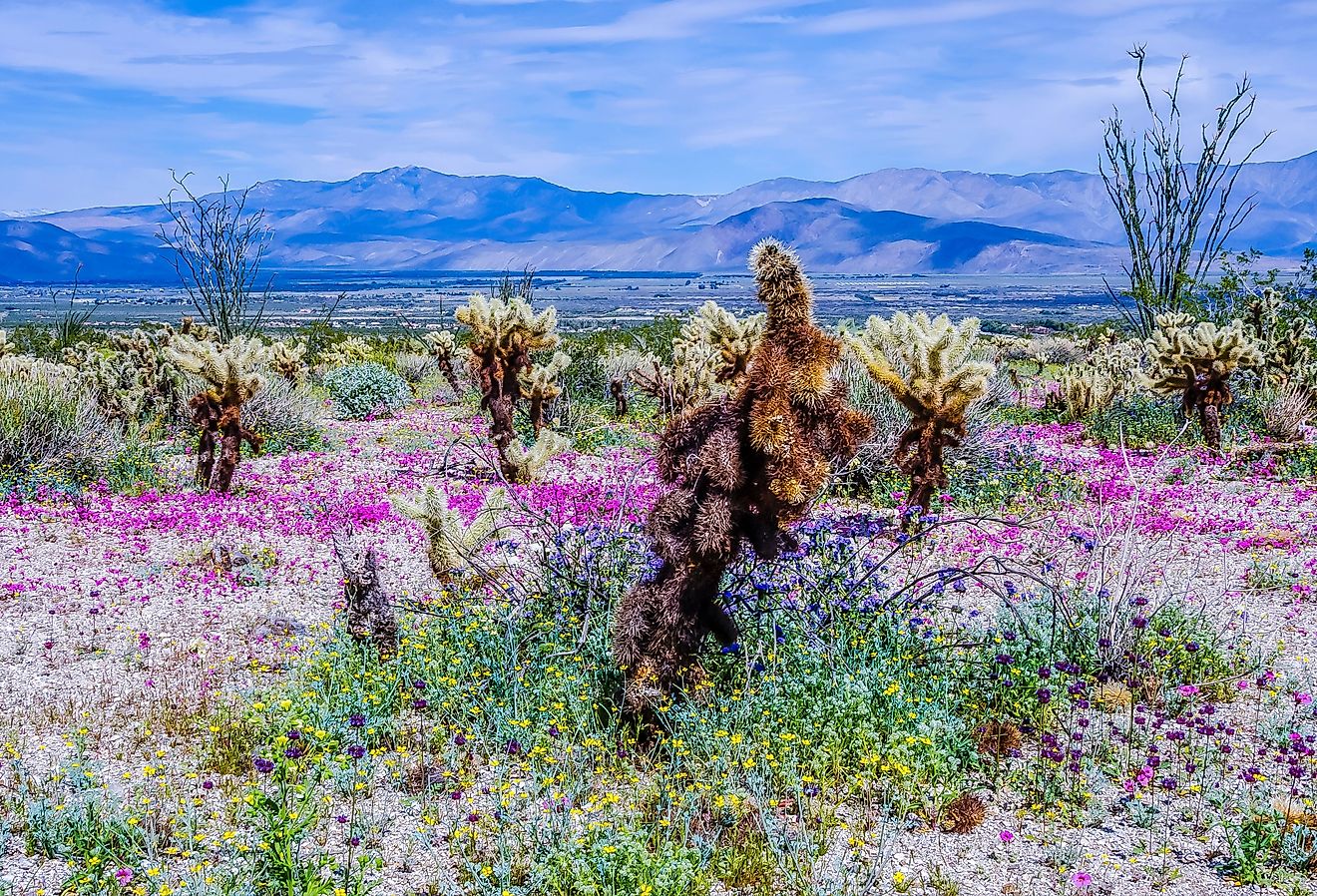 Wildflowers at Anza-Borrego Desert State Park, Southern California. 