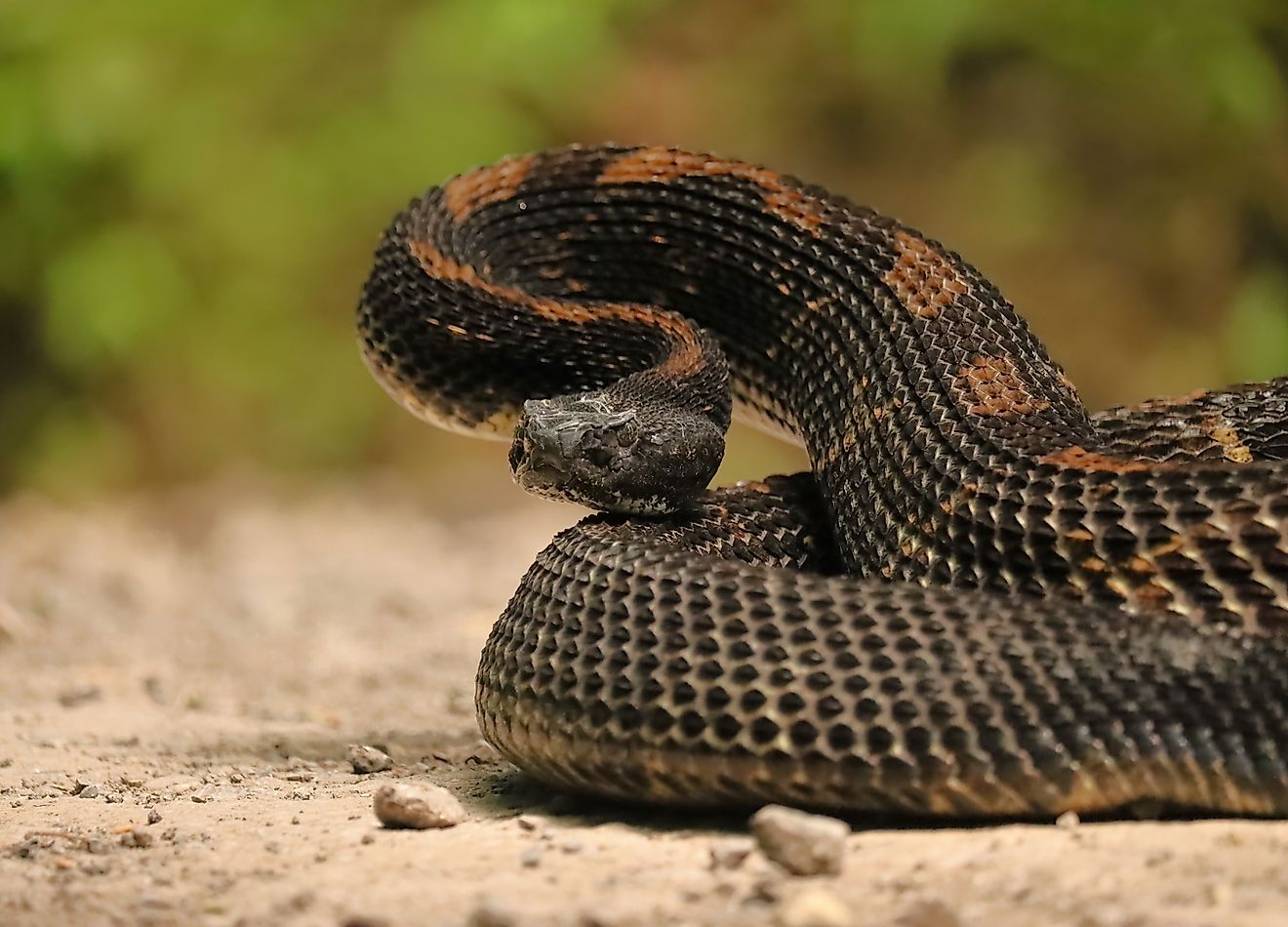 Rattlesnakes like this one can be dangerous; stay alert if you are hiking these Massachusetts trails. 