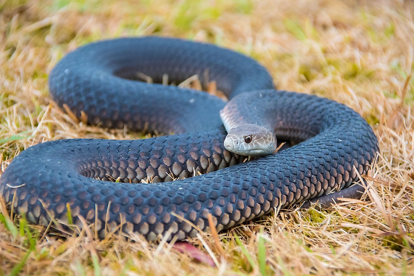 A tiger snake curled up in dry grass.