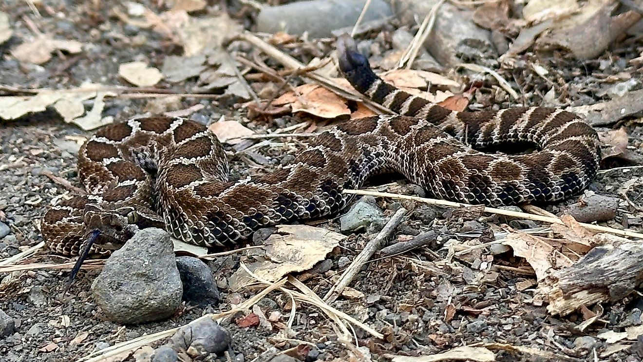 Northern Pacific rattlesnake