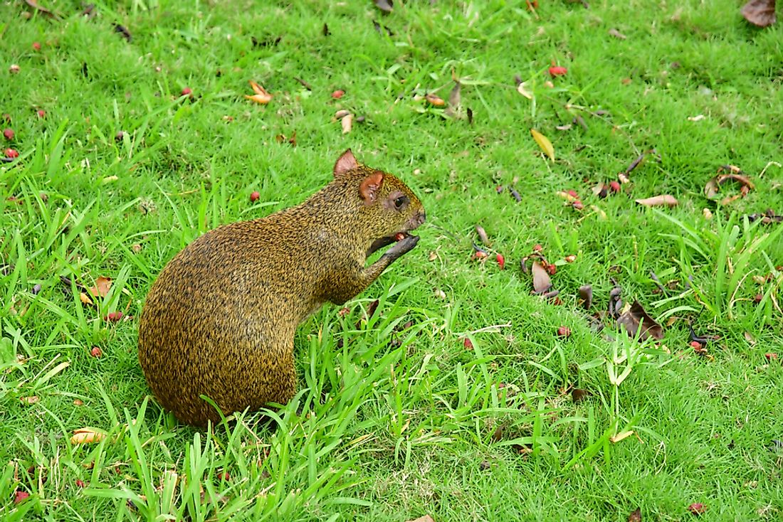 A Mexican agouti. 