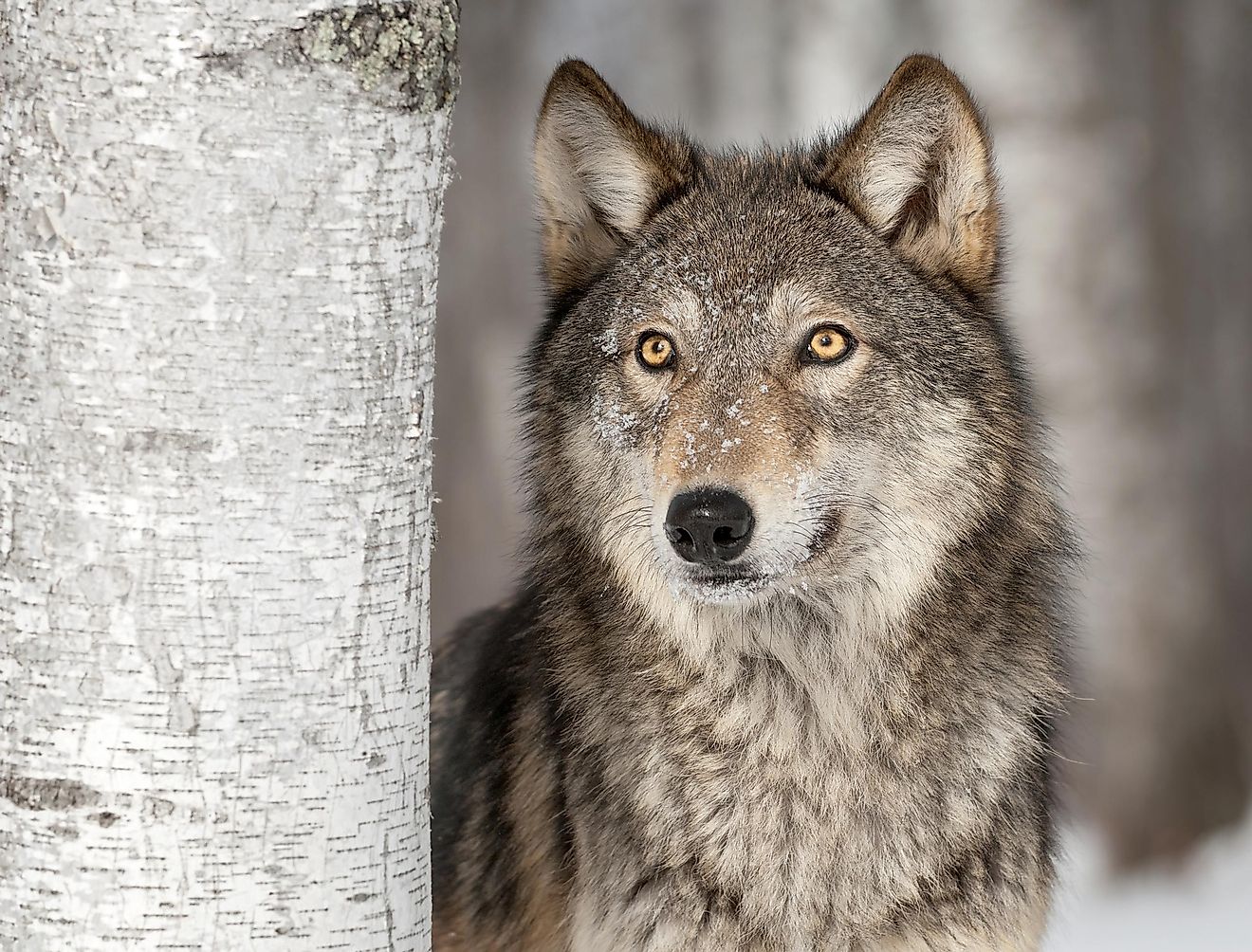 Grey Wolf Face