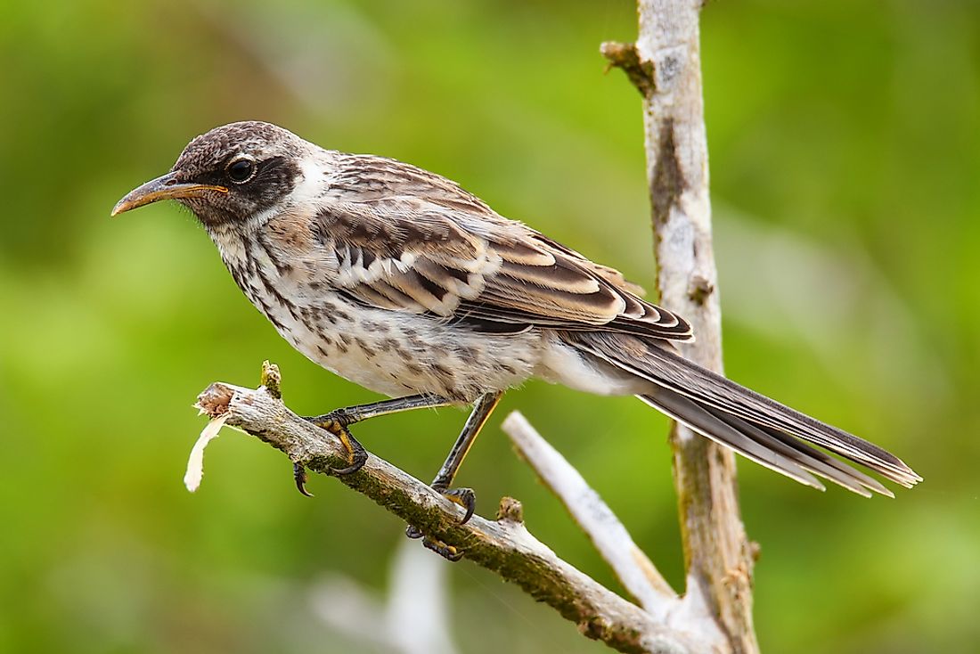 The Galápagos mockingbird is an example of an endemic species. 