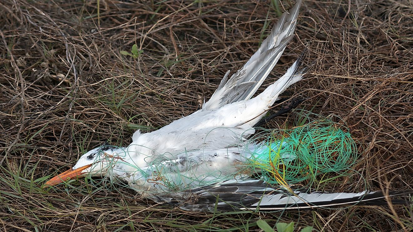 Seagull tangled in the fishing line.