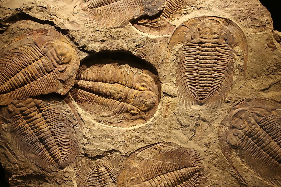 15 Fossil Hunting Locations In The US You Need To Know About - WorldAtlas