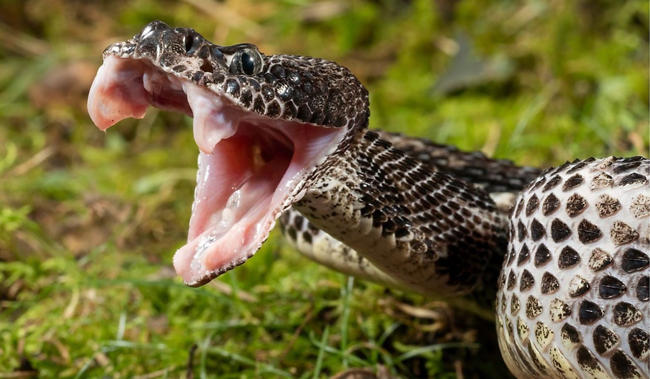 View of timber rattlesnake with mouth open.