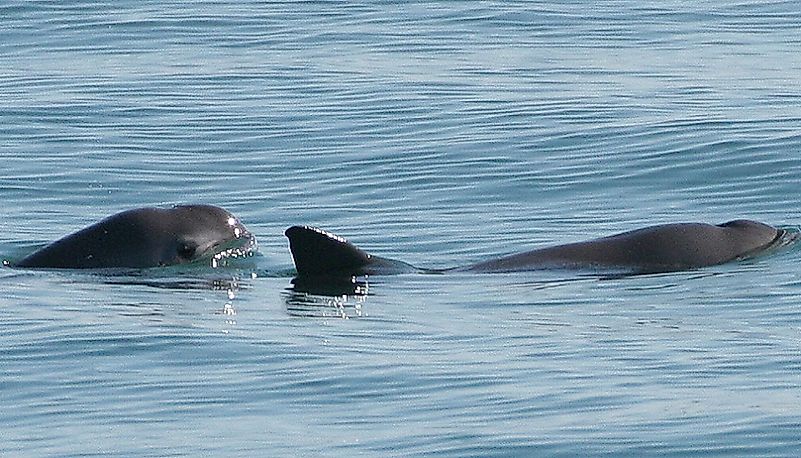 Vaquitas - Rare Animals Of Mexico - WorldAtlas.com