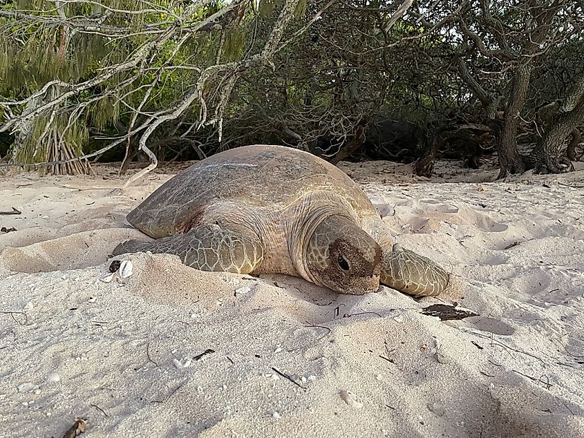 Green turtle