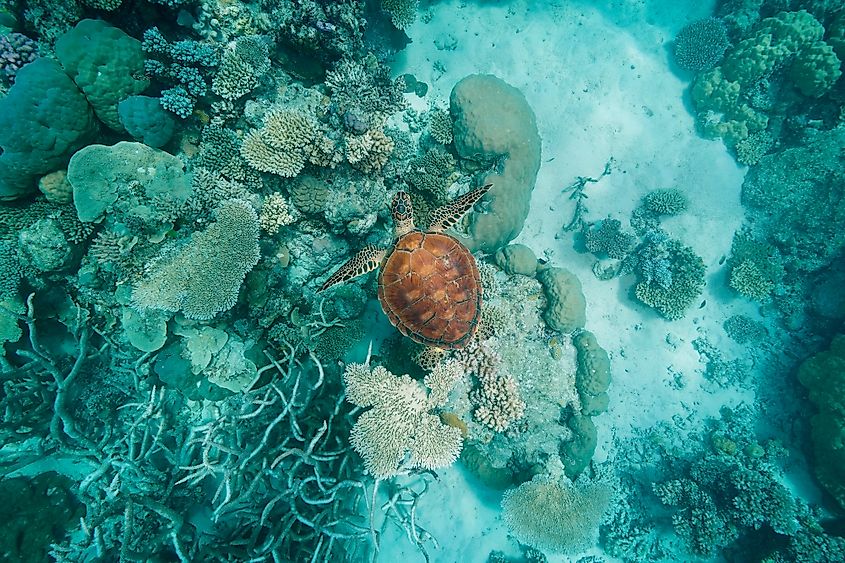 Turtle great barrier reef