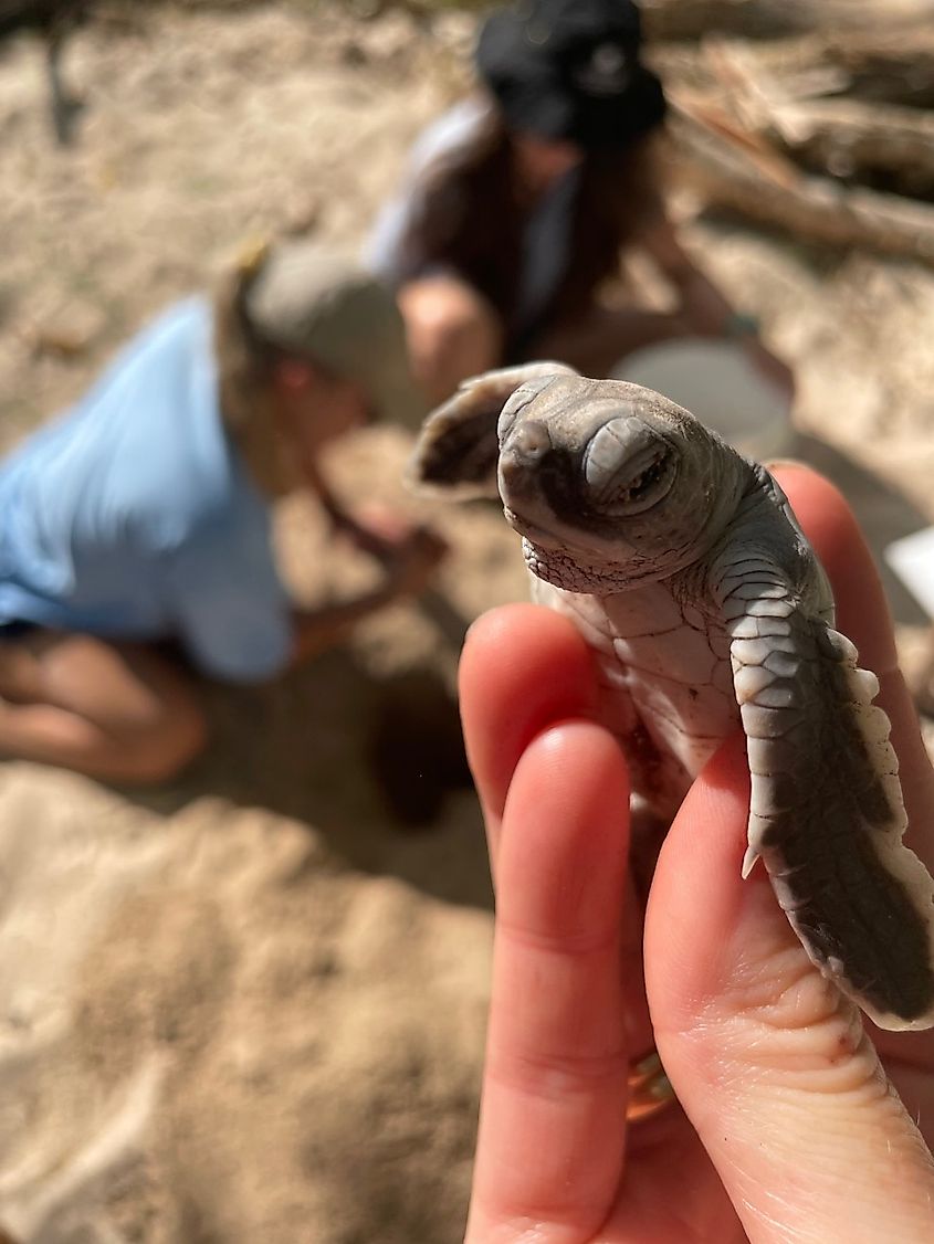 Green turtle hatchling