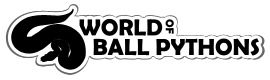 World of Ball Pythons