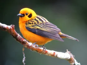 Golden Tanager 1