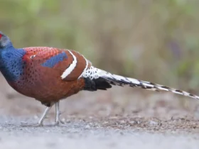 Hume's Pheasant 10