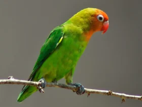 Lilian's Lovebird 1