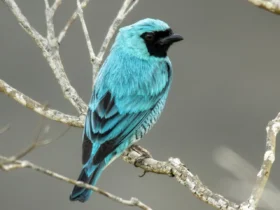 Swallow Tanager 1