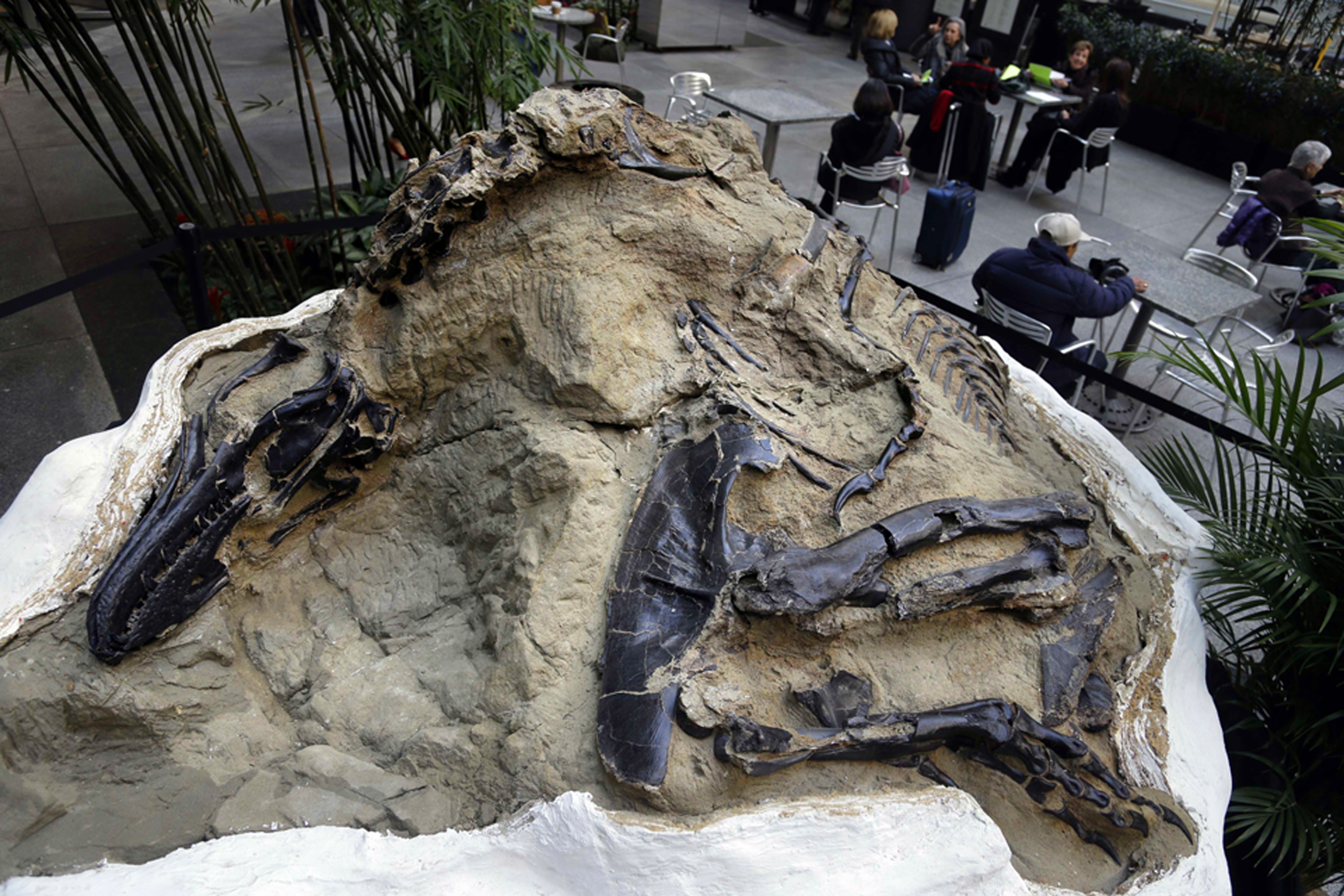 See how many dinosaur fossils are in West Virginia