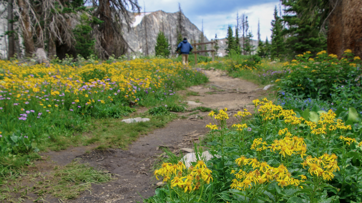 Medicine Bow National Forest