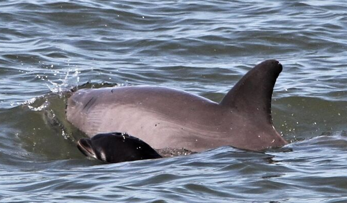 Hilton Head Island Dolphin Spotting Tour | Tickets and Gift ...