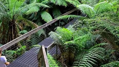 Warburton Rainforest Gallery