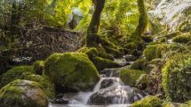 Mt Donna Buang