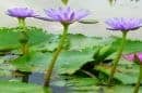 Blue Lotus Water Garden