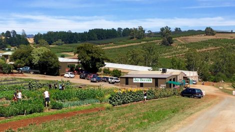 Jay Berries Farm Market