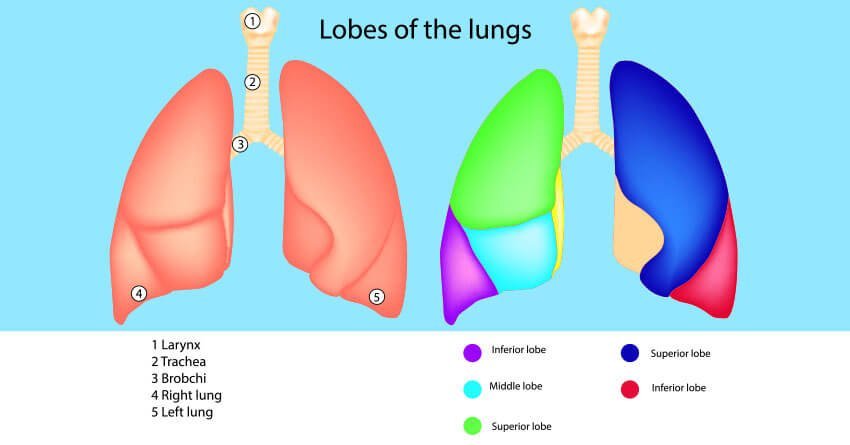 Robotic lobectomy Surgery for lung adenocarcinoma