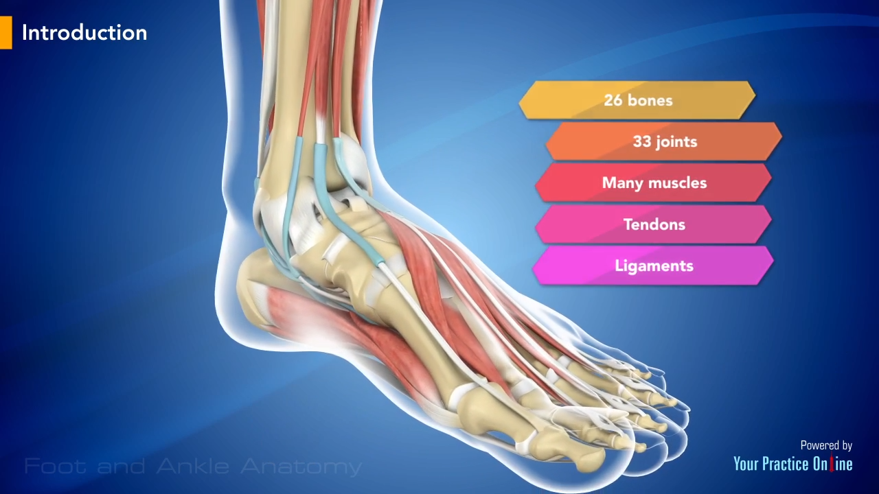 Diagram Of Tendons And Ligaments