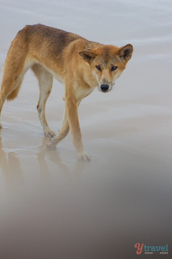 Dingo on beach 