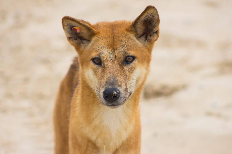 Dingo looking at camera