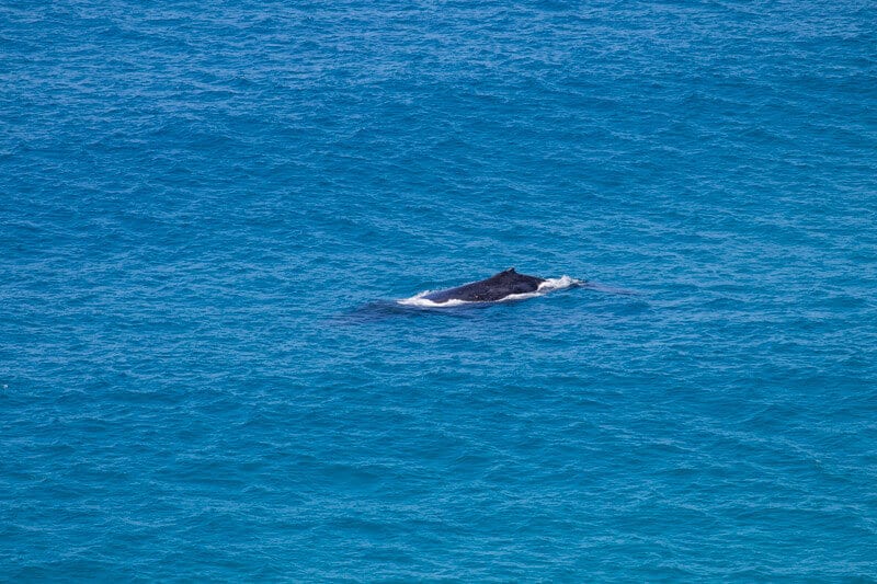 Humpback whale migrating past Indian Head 