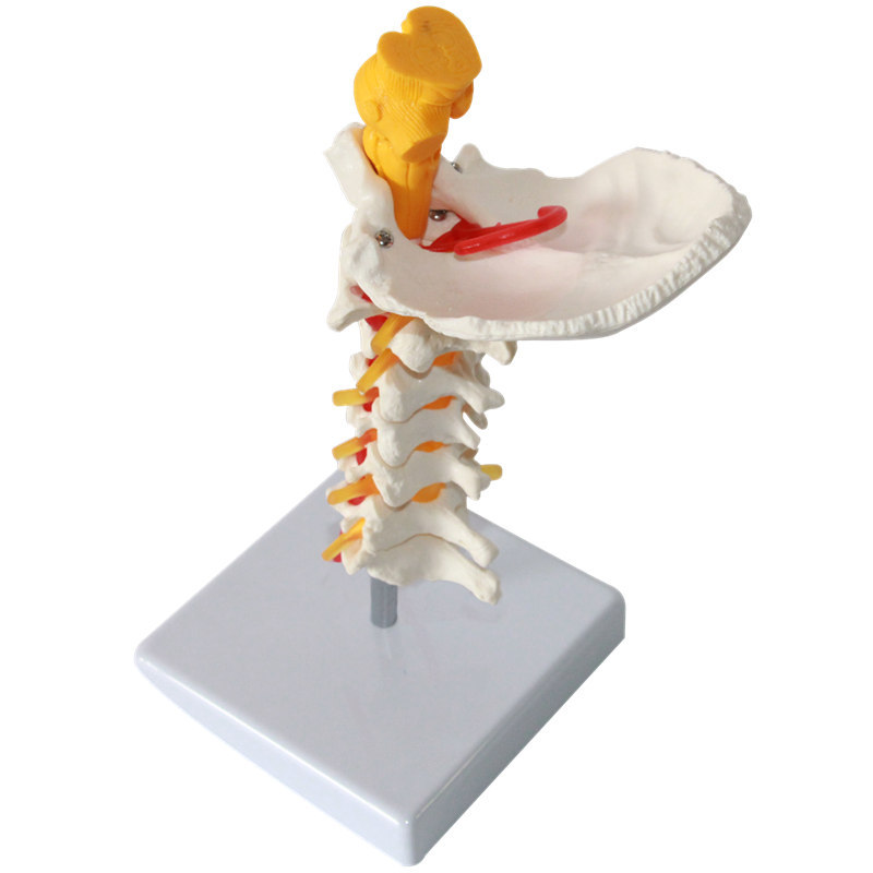 China Cervical Vertebra Arteria Spine Nerves Anatomical Model Anatomy ...