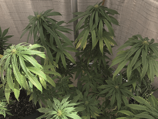 How To Solve Underwatering And Overwatering Of Cannabis