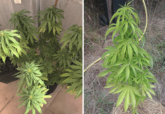 Symptoms of overwatering cannabis plants 