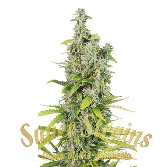 Next Of Kin (Super Strains) feminized