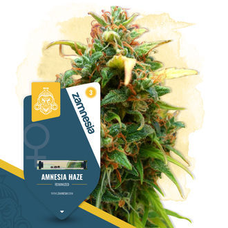 Amnesia Haze (Zamnesia Seeds) feminized