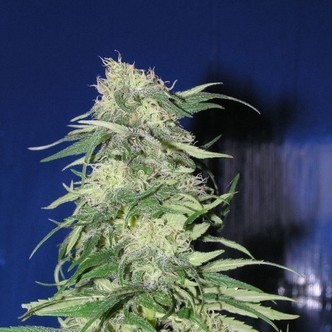 K2 (Homegrown Fantaseeds) feminisiert