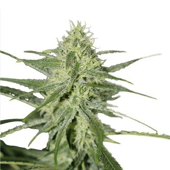 Automatic Fini (Super Strains) feminized