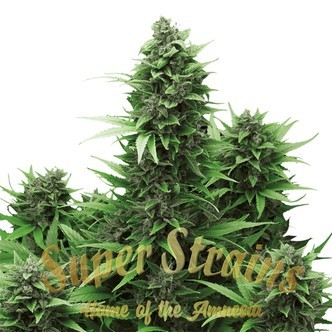 Turing Autoflowering (Super Strains) feminized