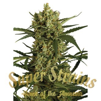 Crackers (Super Strains) feminized