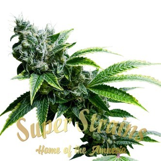 Eden (Super Strains) feminized