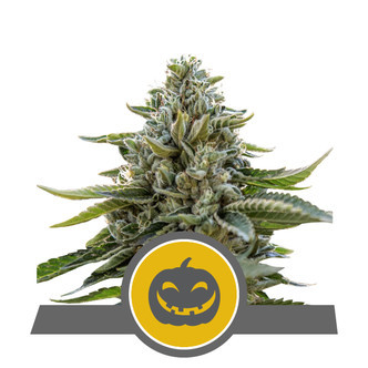 Pumpkin Kush (Royal Queen Seeds) regulär