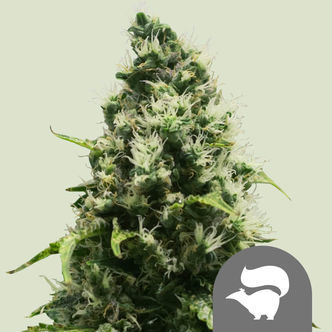 Skunk XL (Royal Queen Seeds) regulär