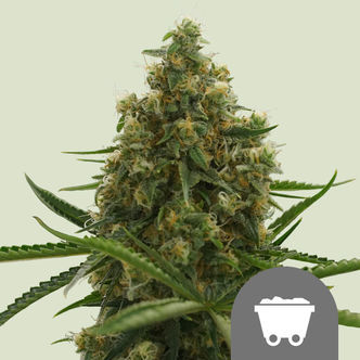 Shining Silver Haze (Royal Queen Seeds) regulär