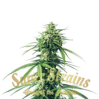 Saga (Super Strains) feminized